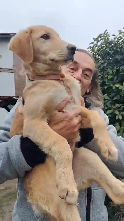 Sandy e Danny 4 mesi e mezzo taglia medio abbondante sono uno spettacolo si trovano a Fidenza Parma  Foto 5